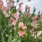 Sweet Pea Mix
