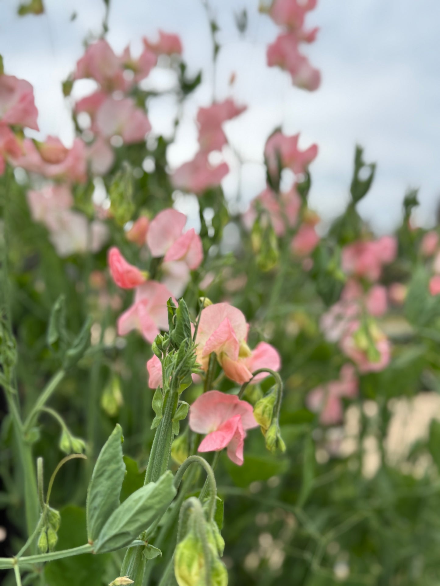 Sweet Pea Mix