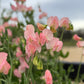Sweet Pea Mix