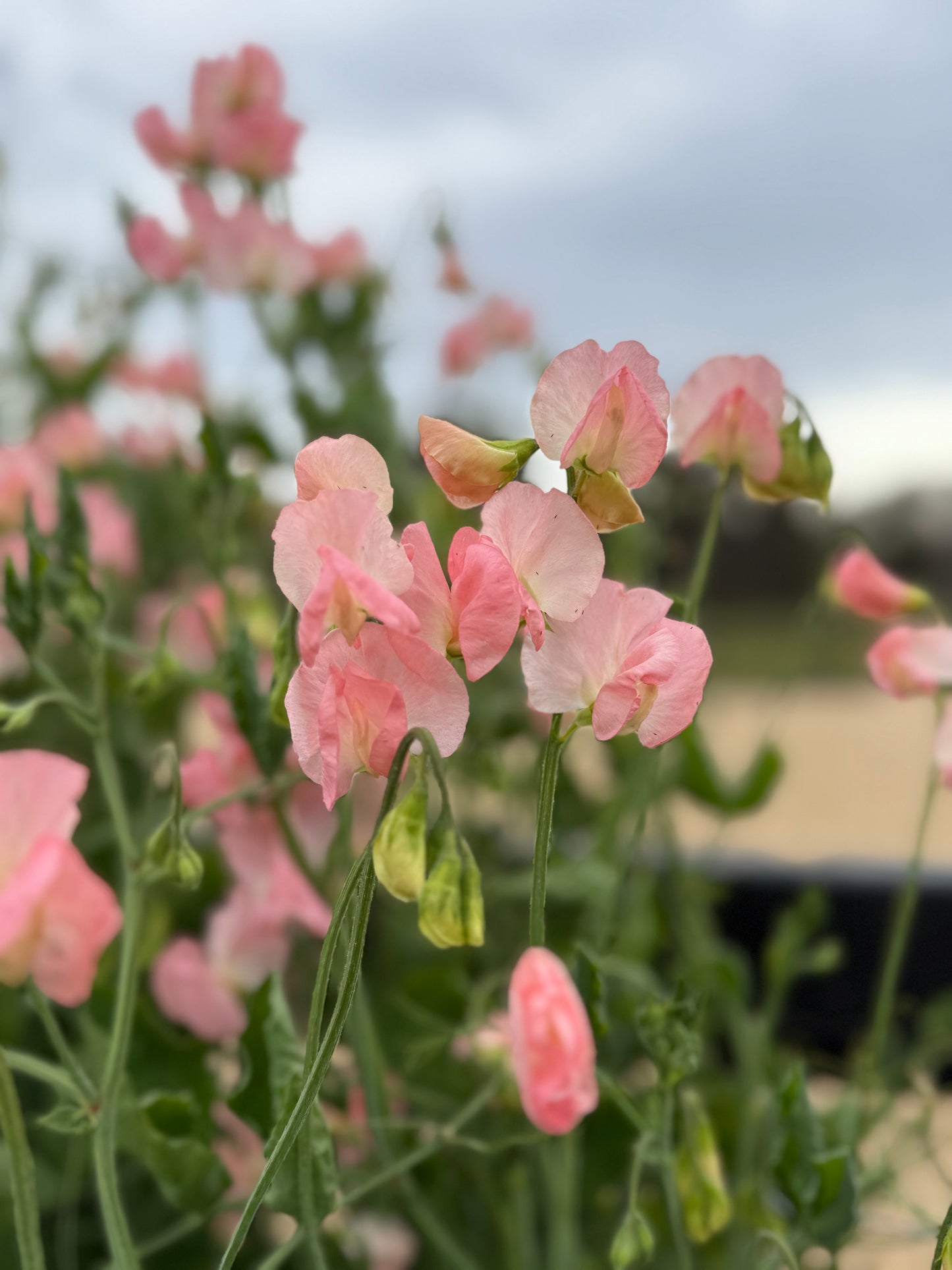 Sweet Pea Mix