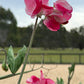 Sweet Pea Mix