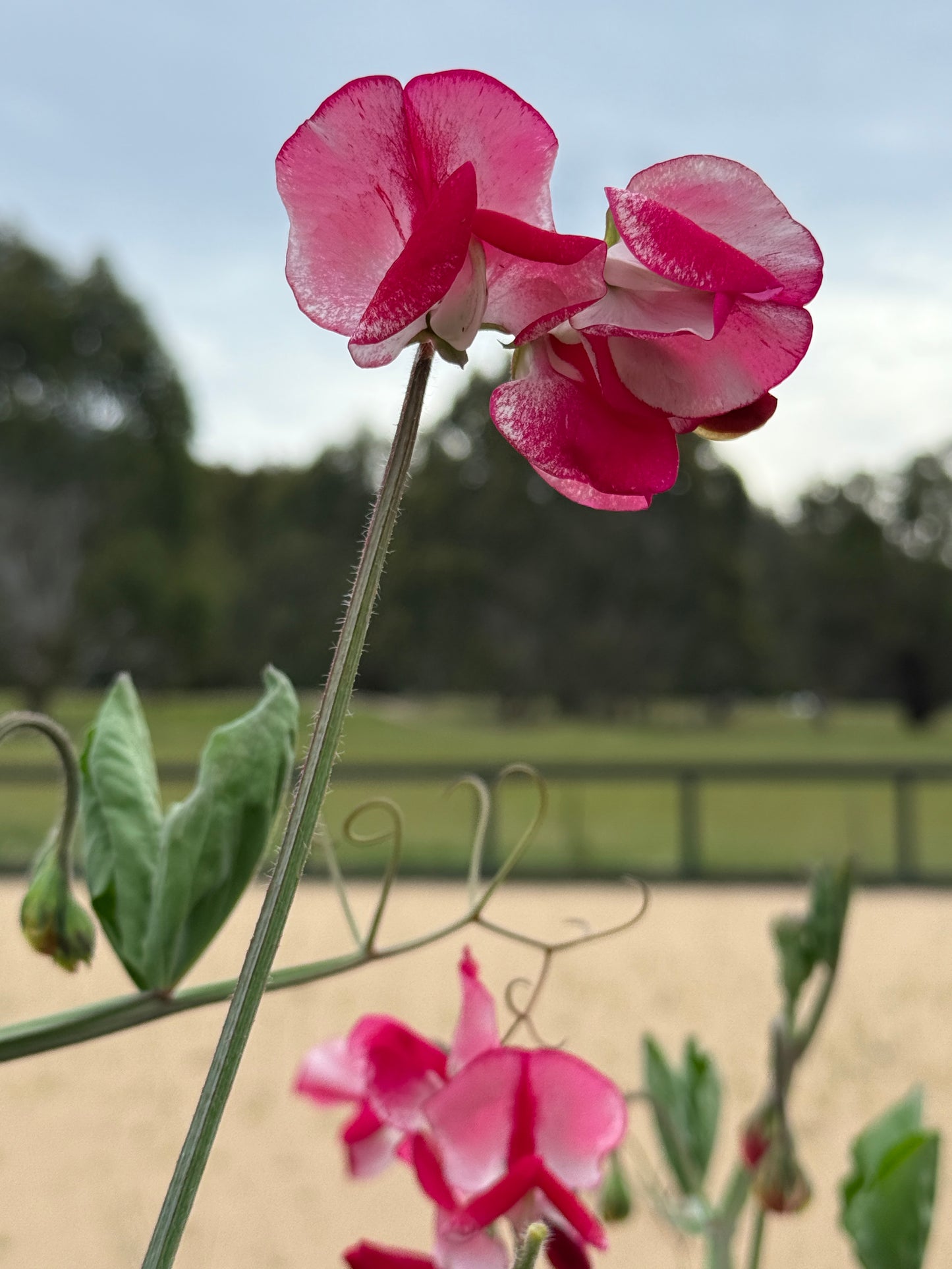 Sweet Pea Mix
