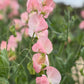 Sweet Pea Mix