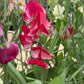 Sweet Pea Mix