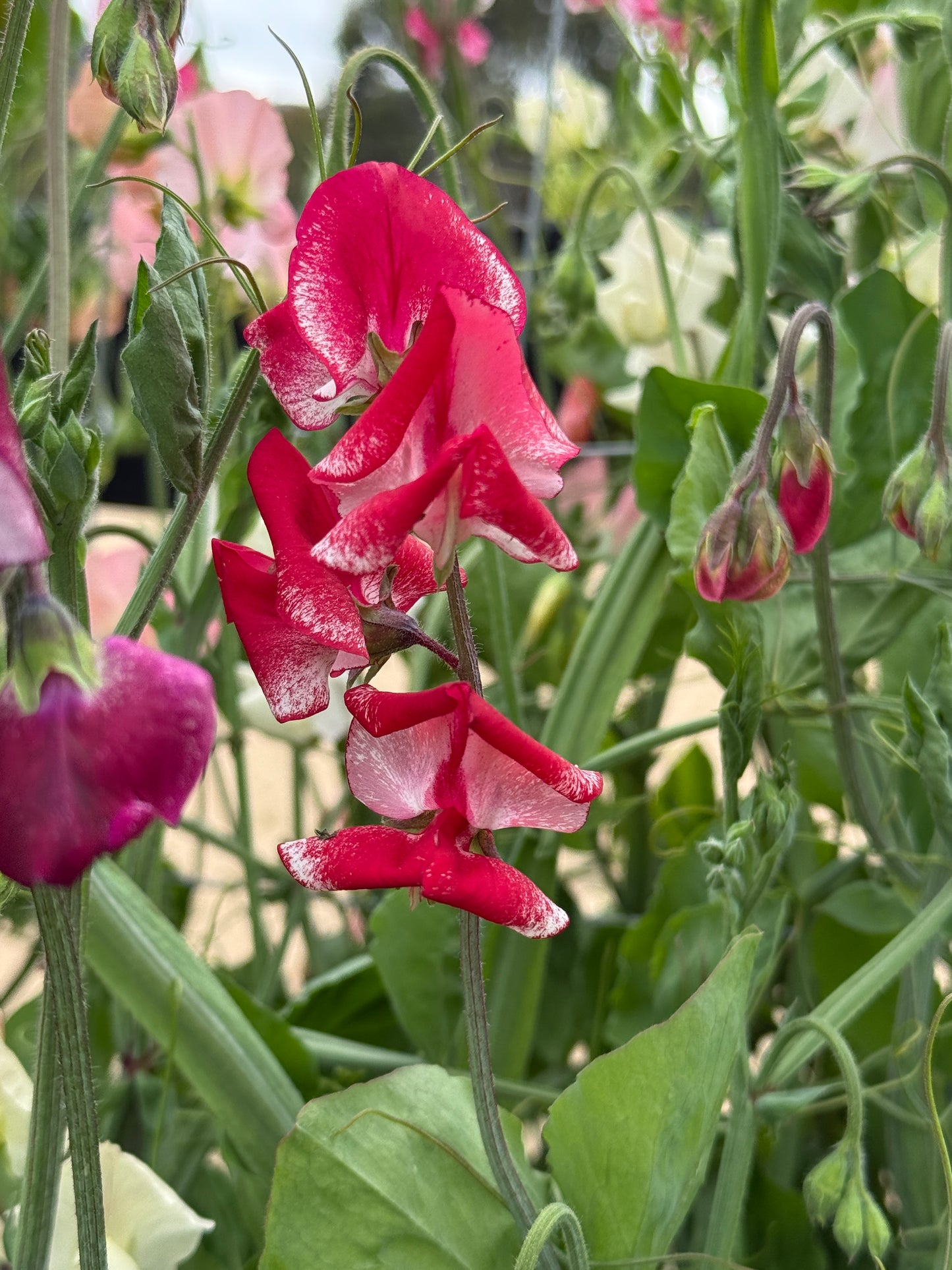 Sweet Pea Mix