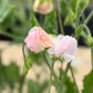 Sweet Pea Mix
