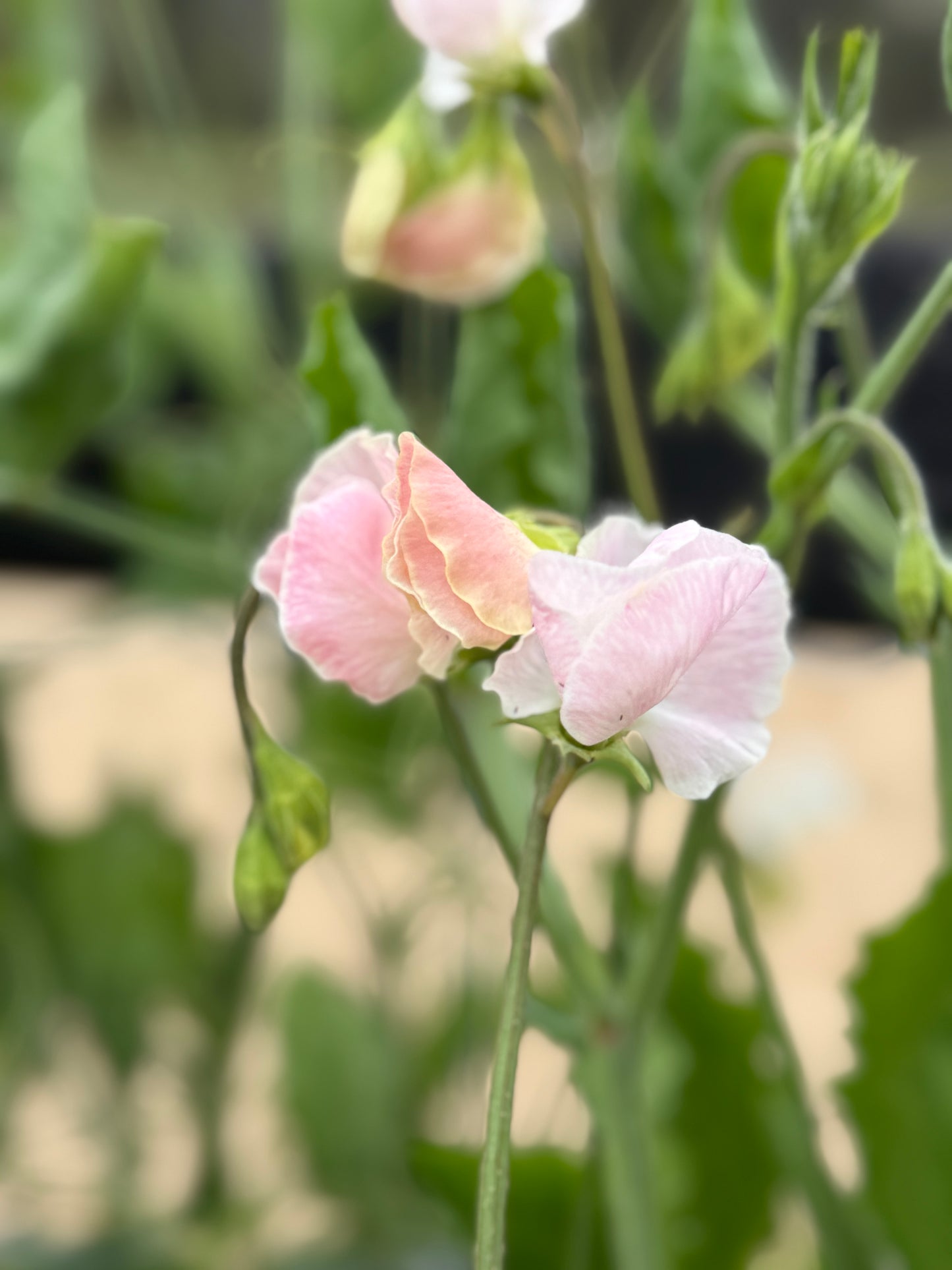 Sweet Pea Mix