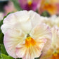 Pansy Dynamic Antique Shades (Inspire Peach)