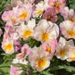 Pansy Dynamic Antique Shades (Inspire Peach)