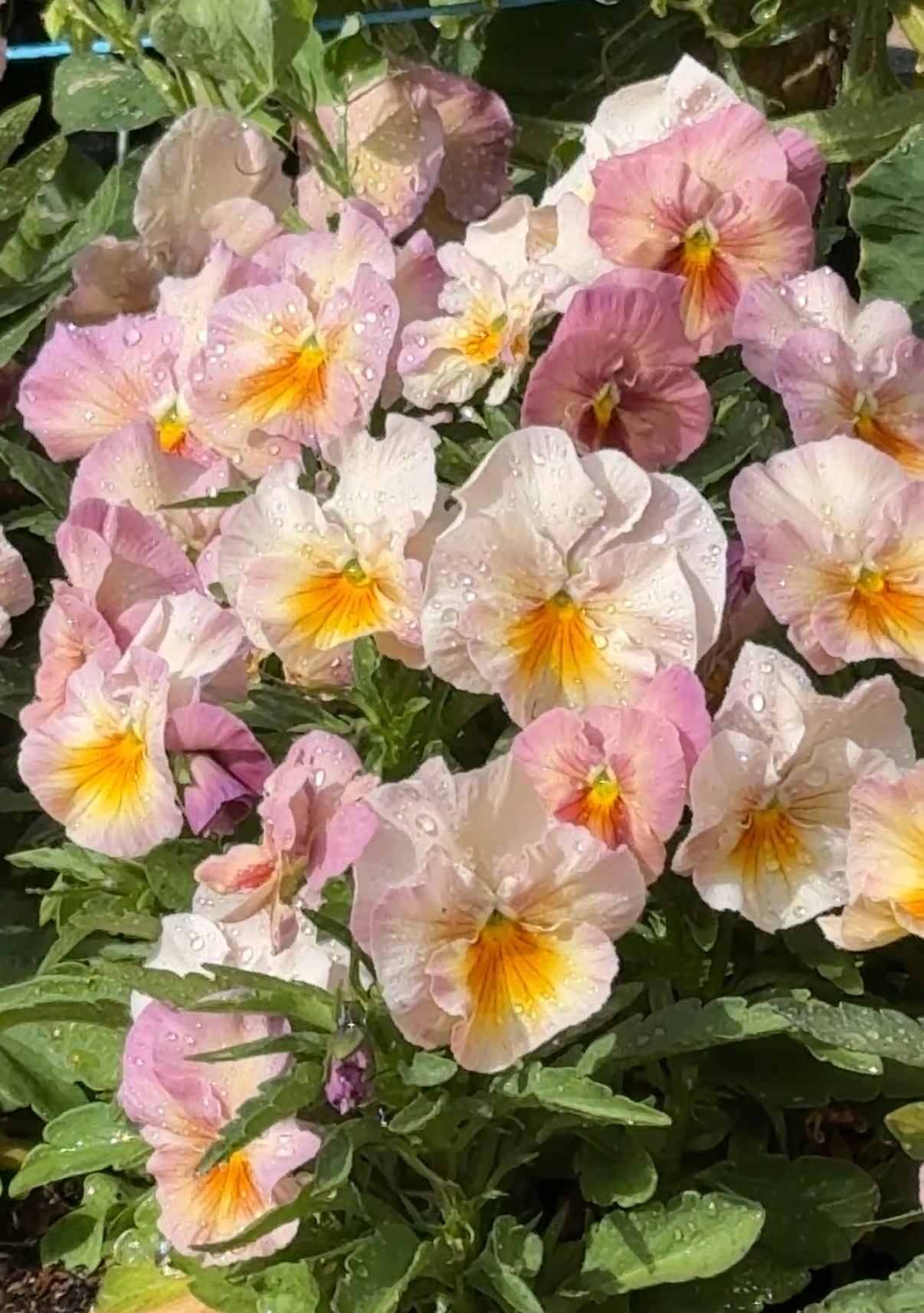 Pansy Dynamic Antique Shades (Inspire Peach)
