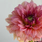 WV Victorian Blush