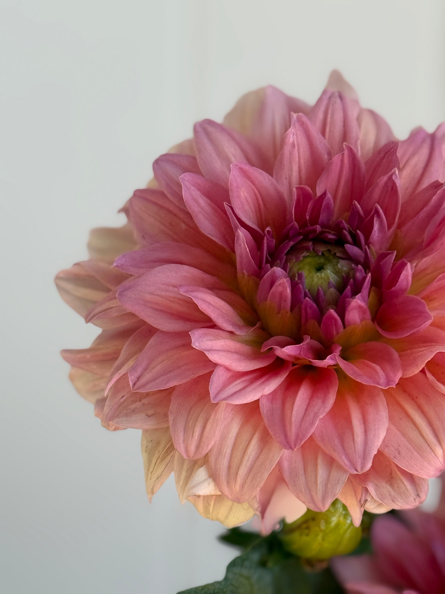 WV Victorian Blush