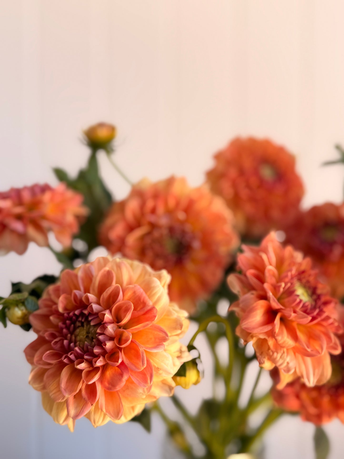 Florelie Mandarin