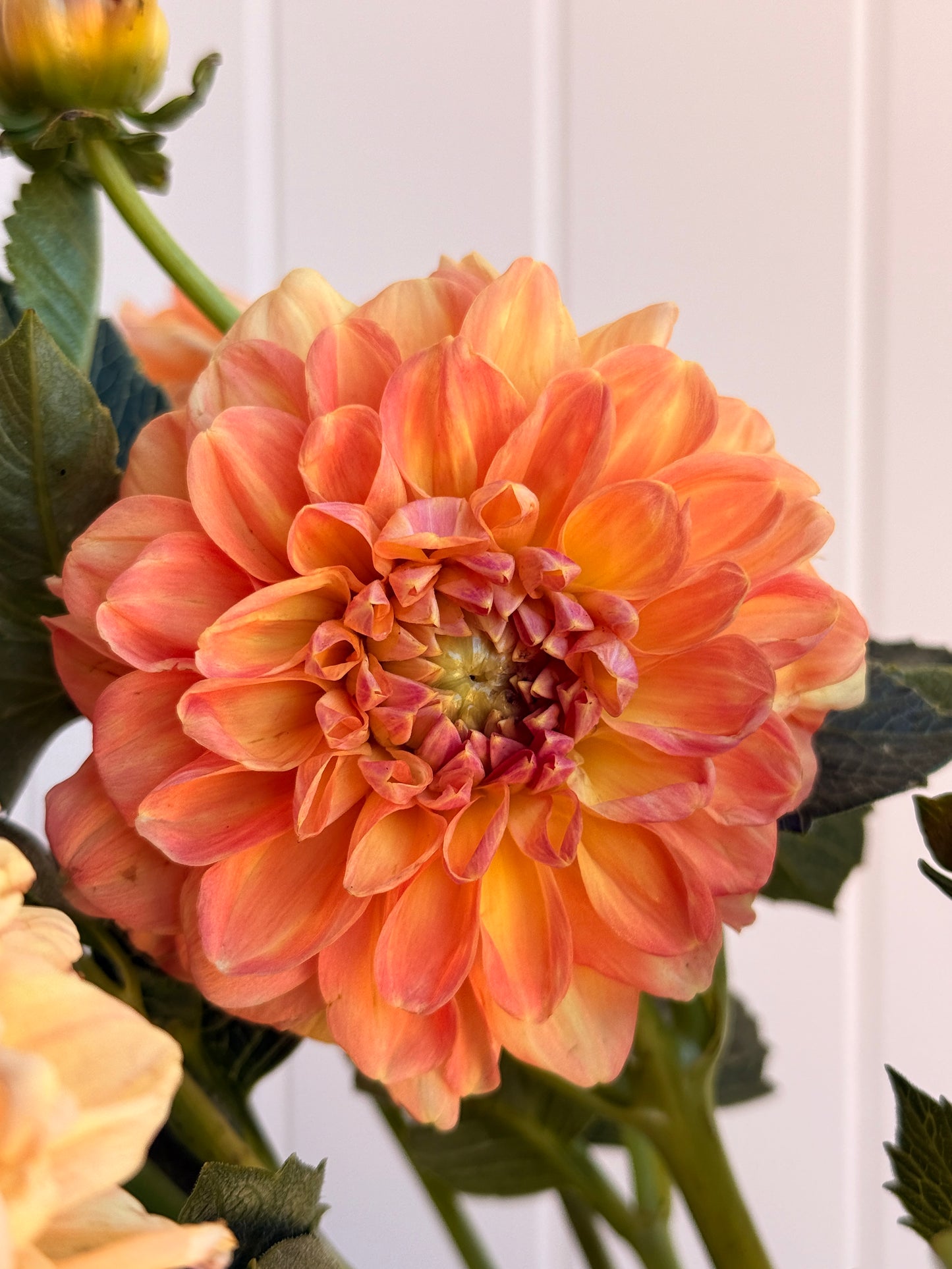 Florelie Mandarin