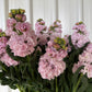 Stock, Malmaison Pink