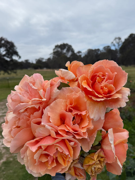 Rose, Just Joey