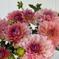 WV Victorian Blush