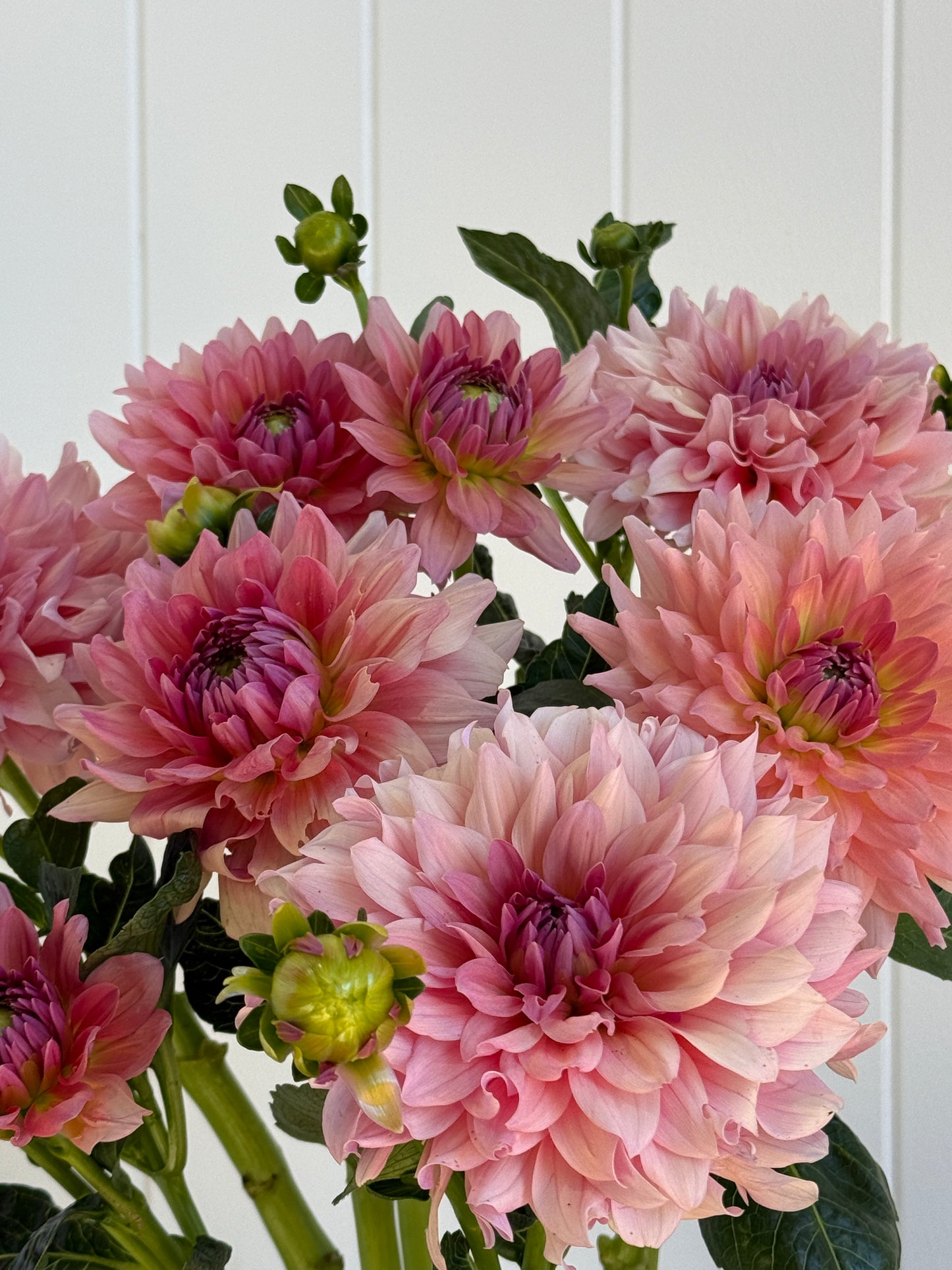 WV Victorian Blush