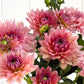 WV Victorian Blush