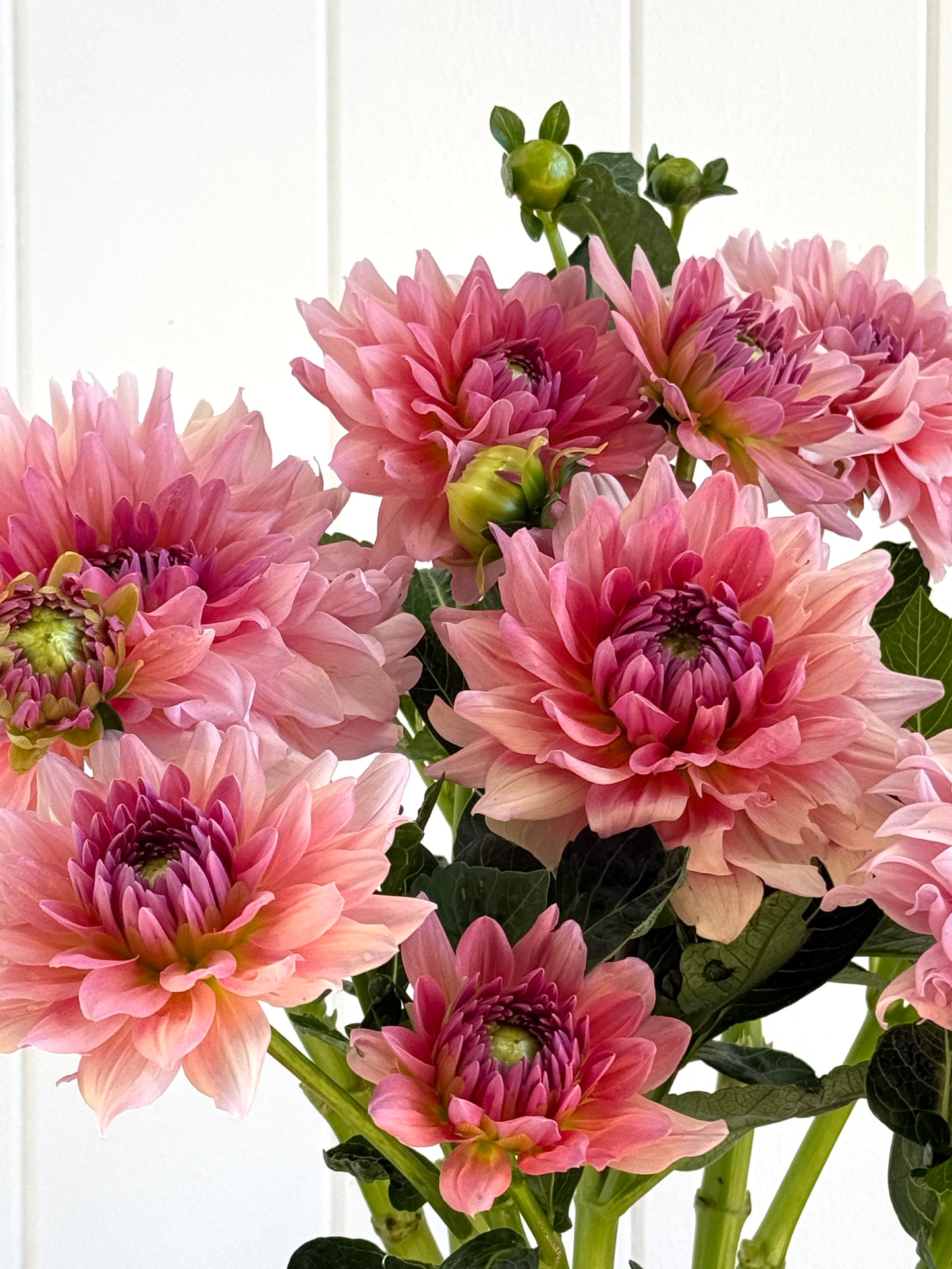 WV Victorian Blush