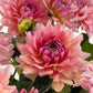 WV Victorian Blush