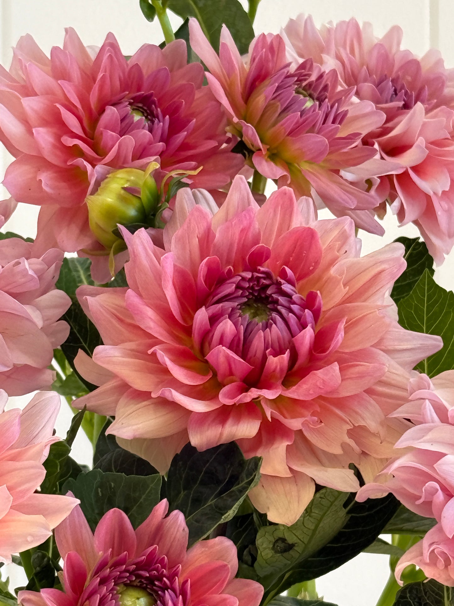 WV Victorian Blush