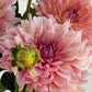 WV Victorian Blush