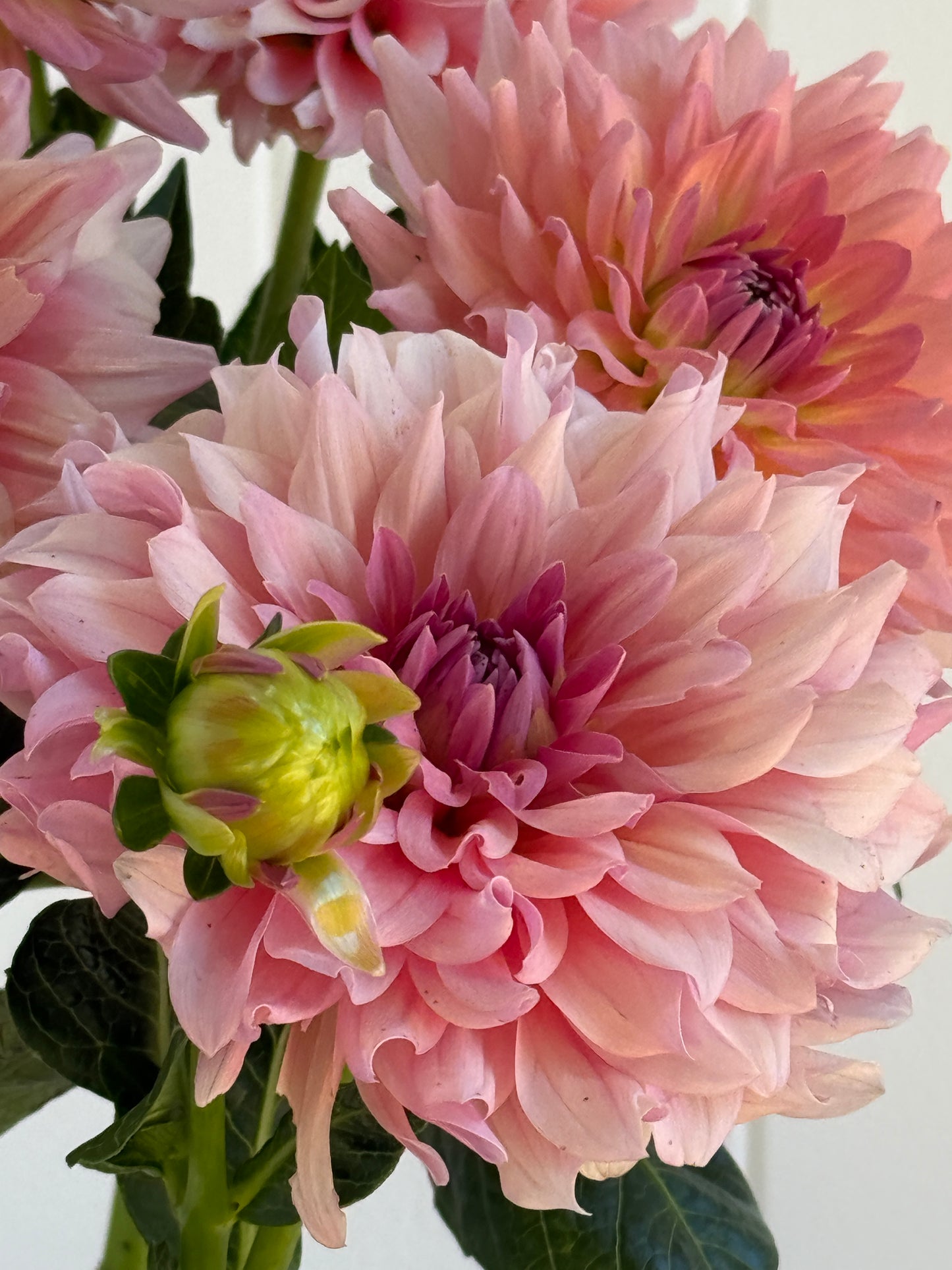 WV Victorian Blush