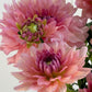 WV Victorian Blush