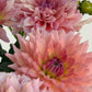 WV Victorian Blush