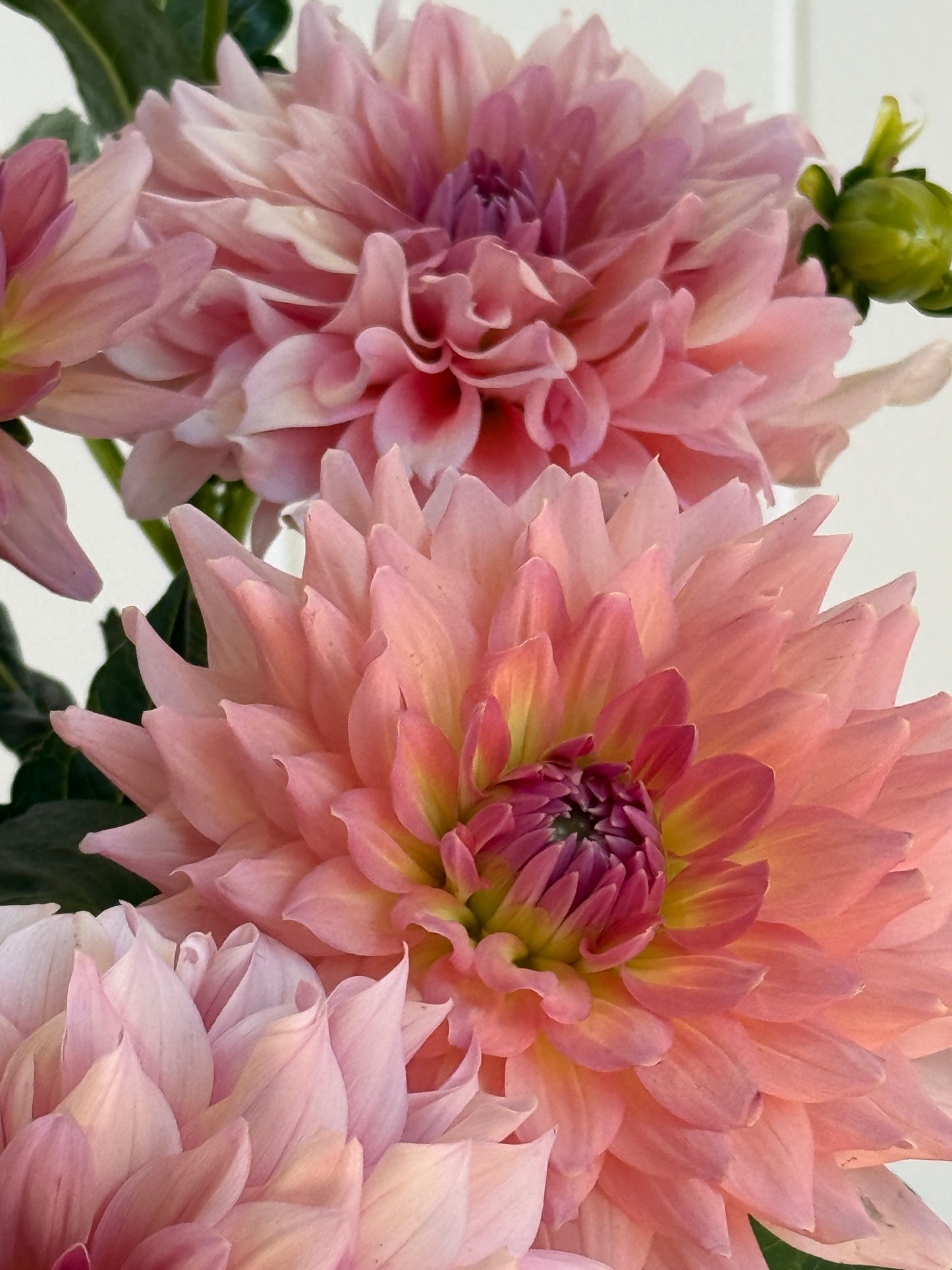 WV Victorian Blush