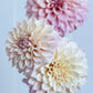 Florelie Antique