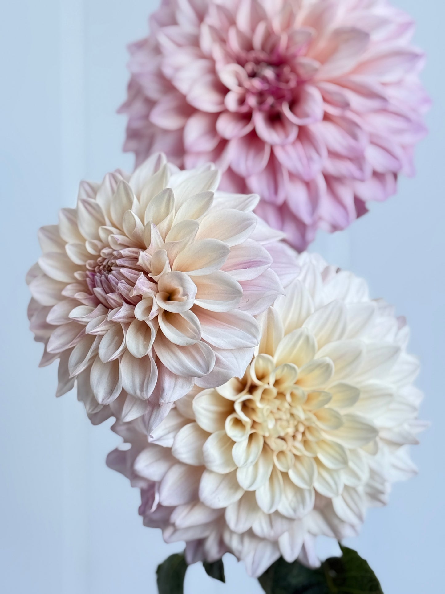 Florelie Antique