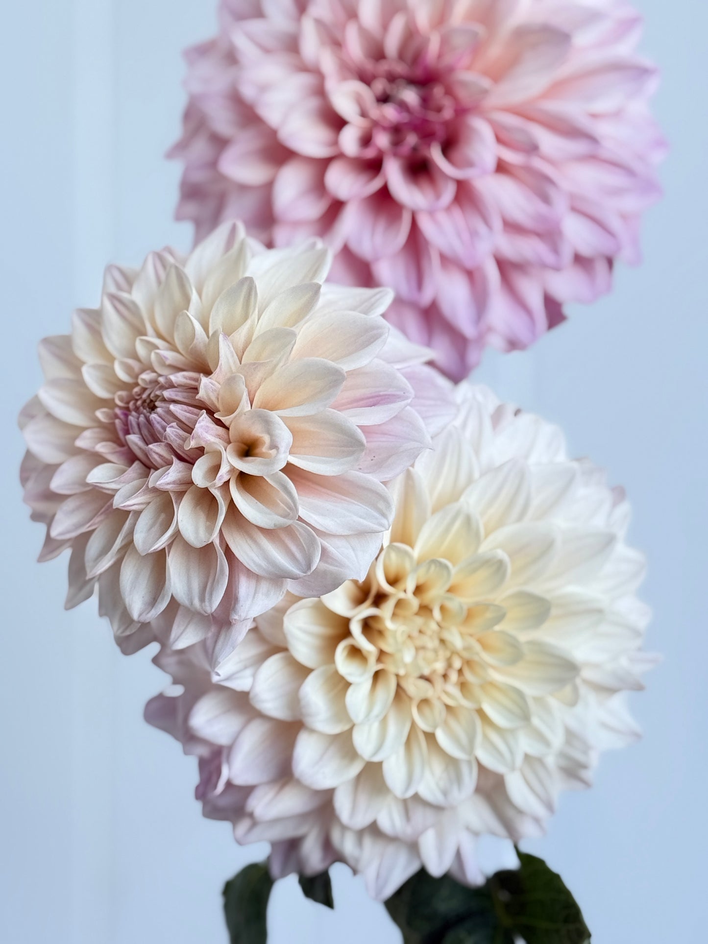 Florelie Antique