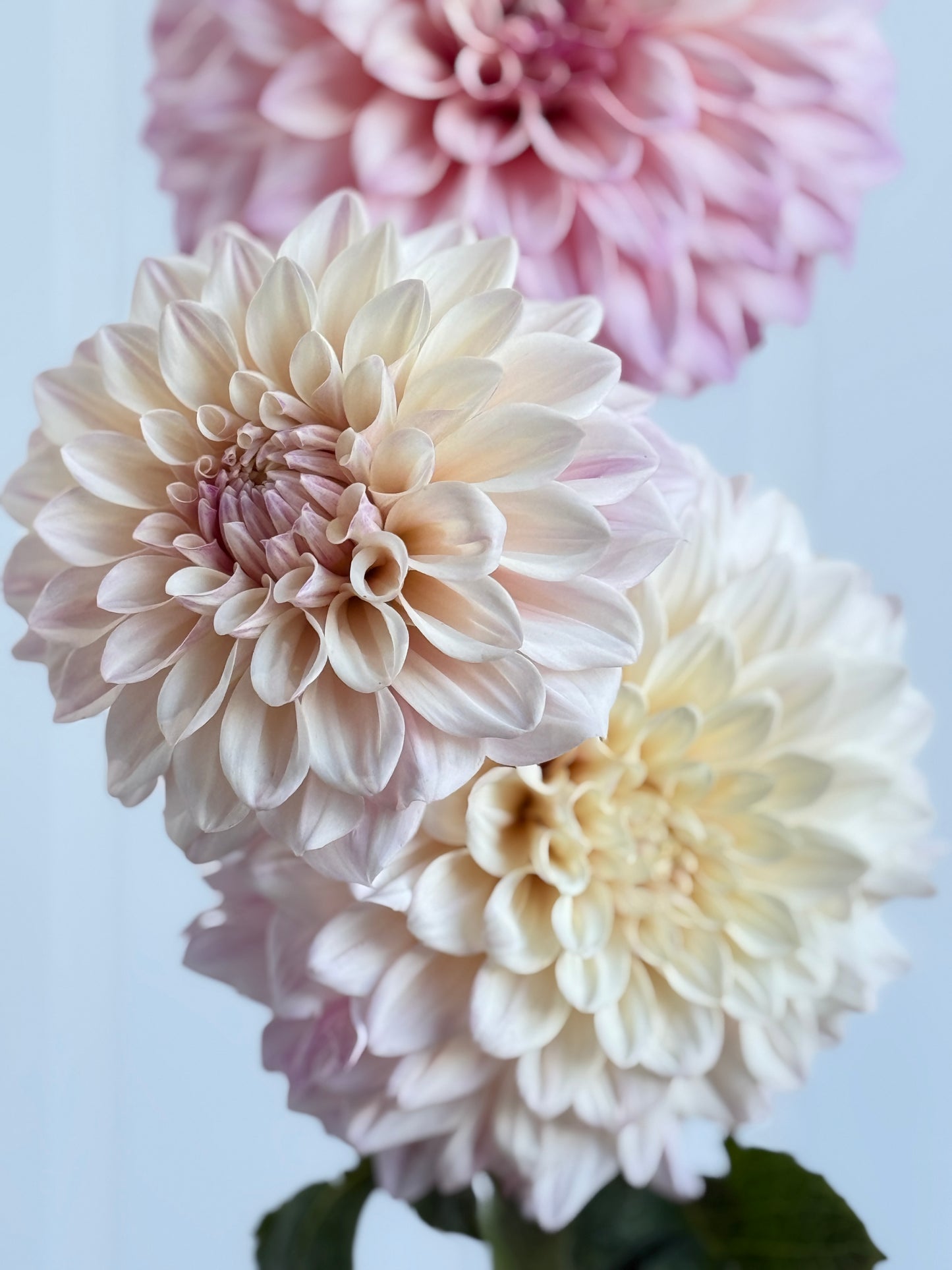 Florelie Antique