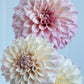 Florelie Antique