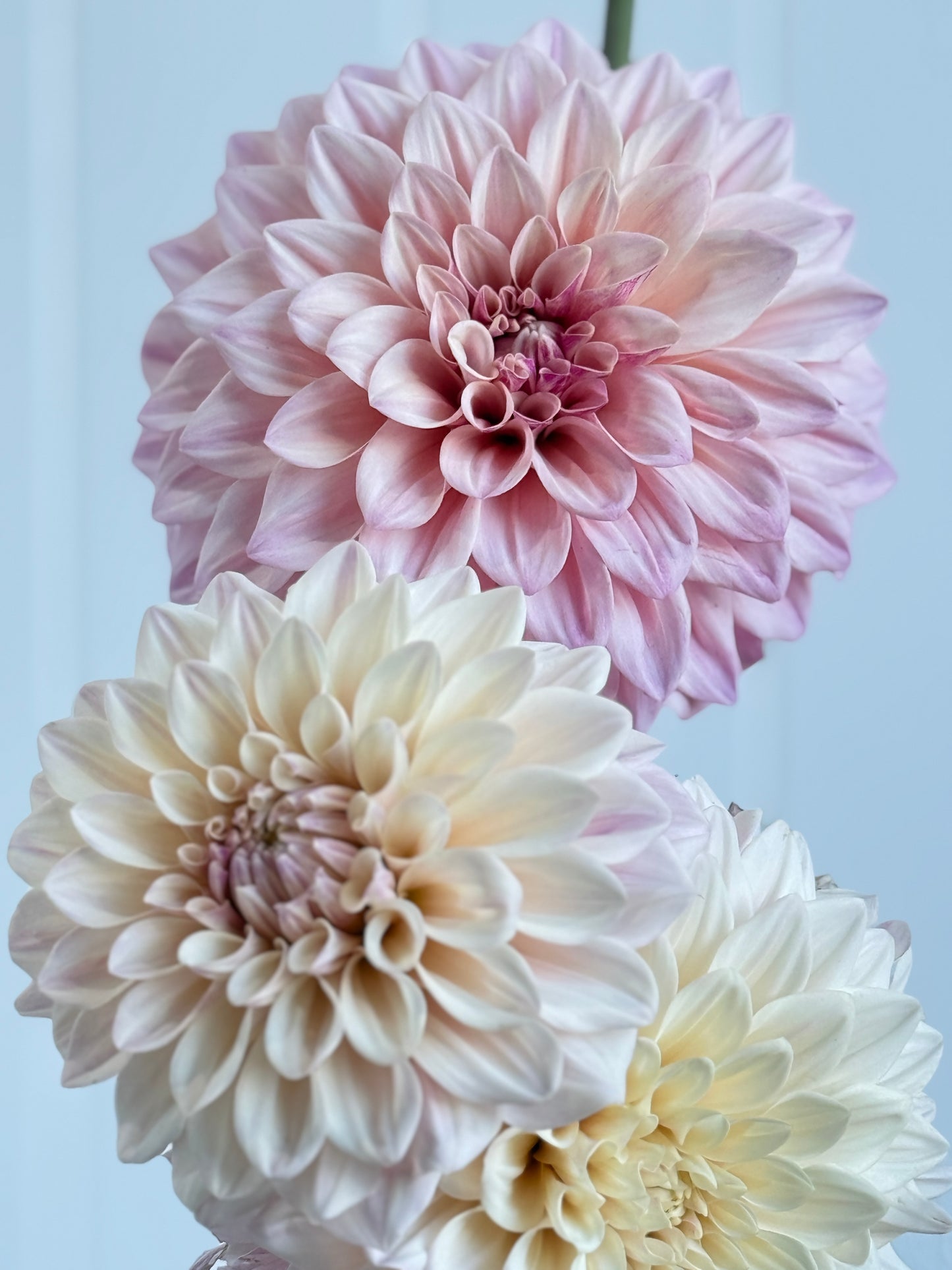 Florelie Antique