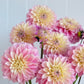 Florelie Pirouette