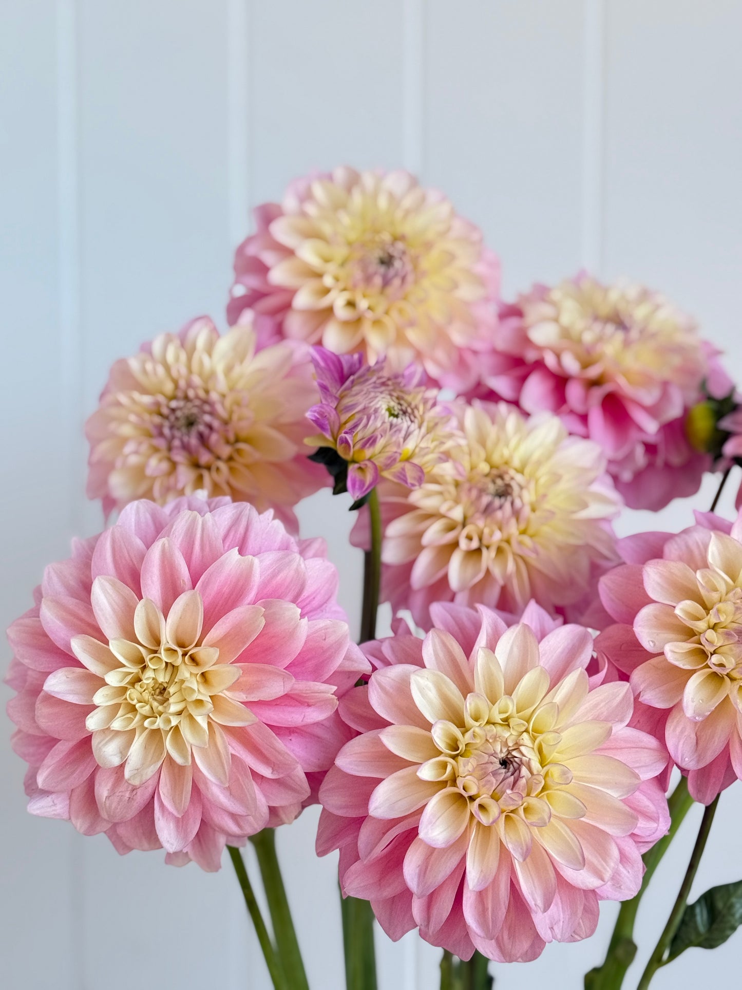Florelie Pirouette