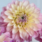 Florelie Pirouette