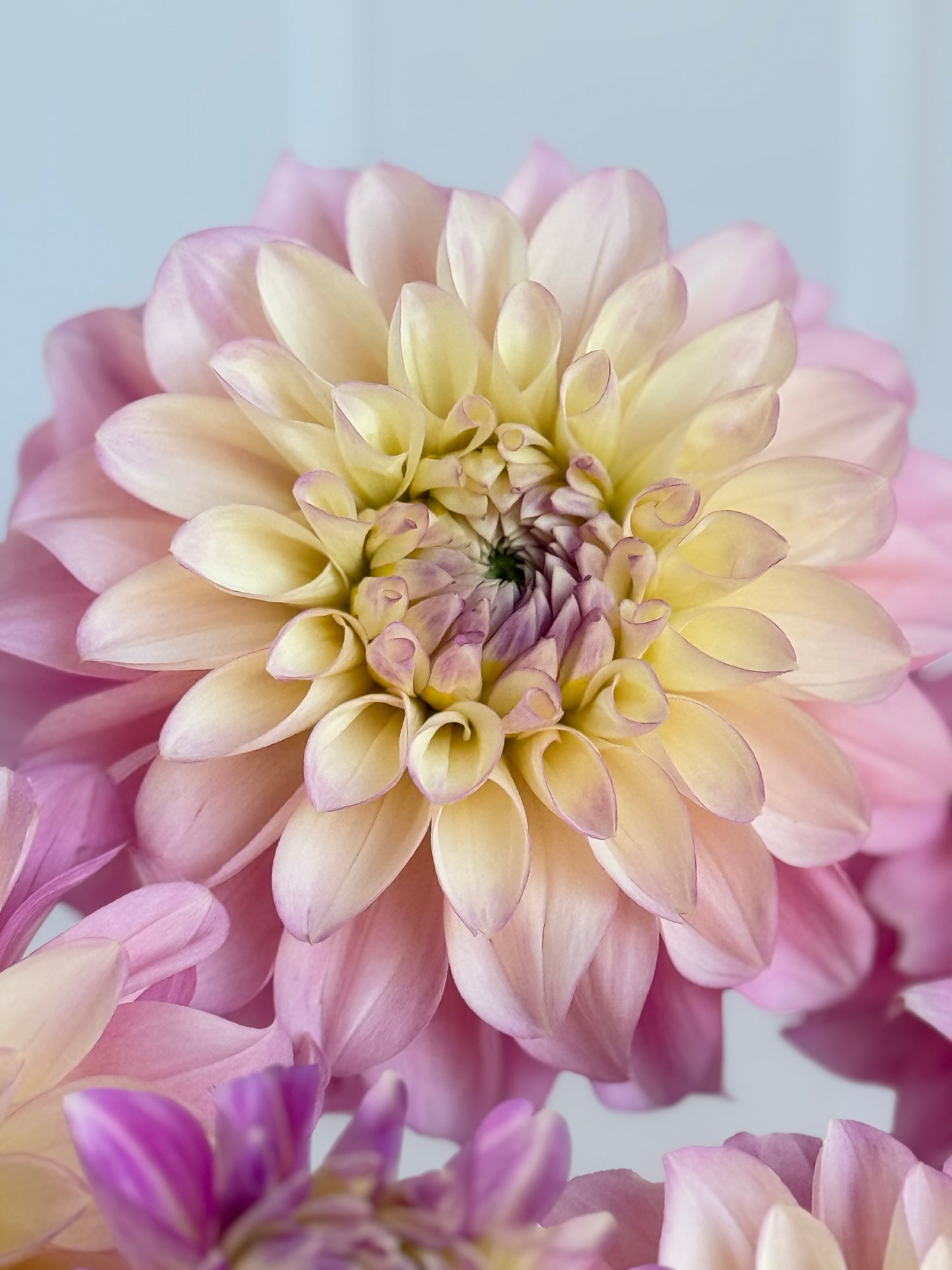 Florelie Pirouette