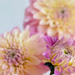 Florelie Pirouette