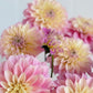 Florelie Pirouette
