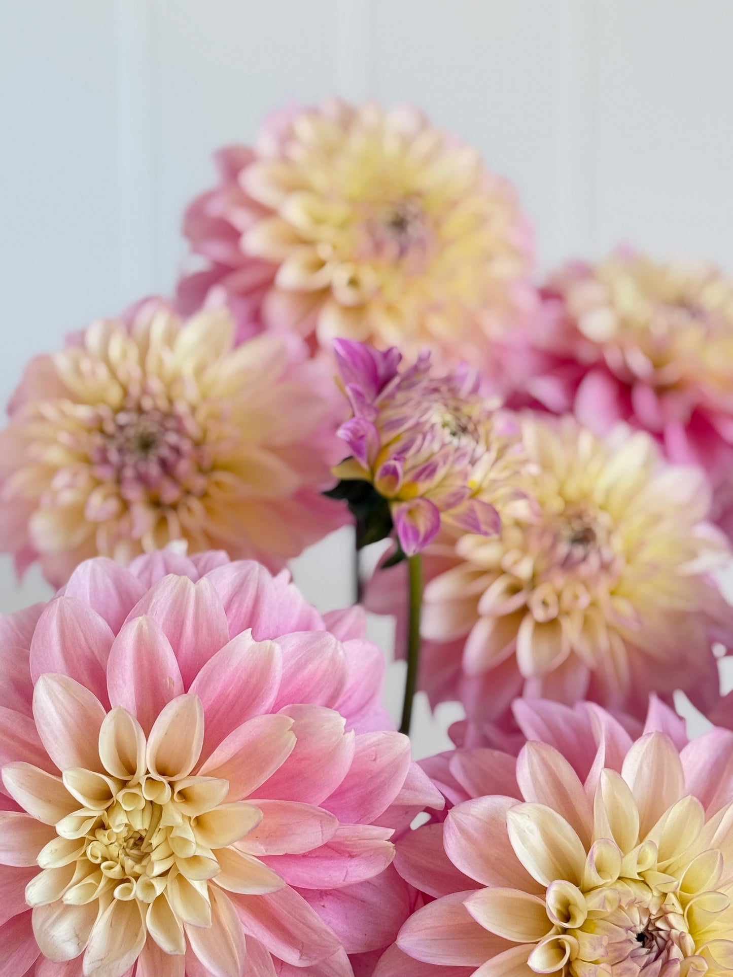 Florelie Pirouette
