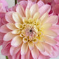 Florelie Pirouette