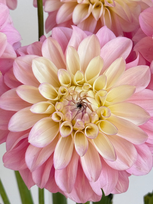 Florelie Pirouette