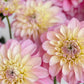 Florelie Pirouette