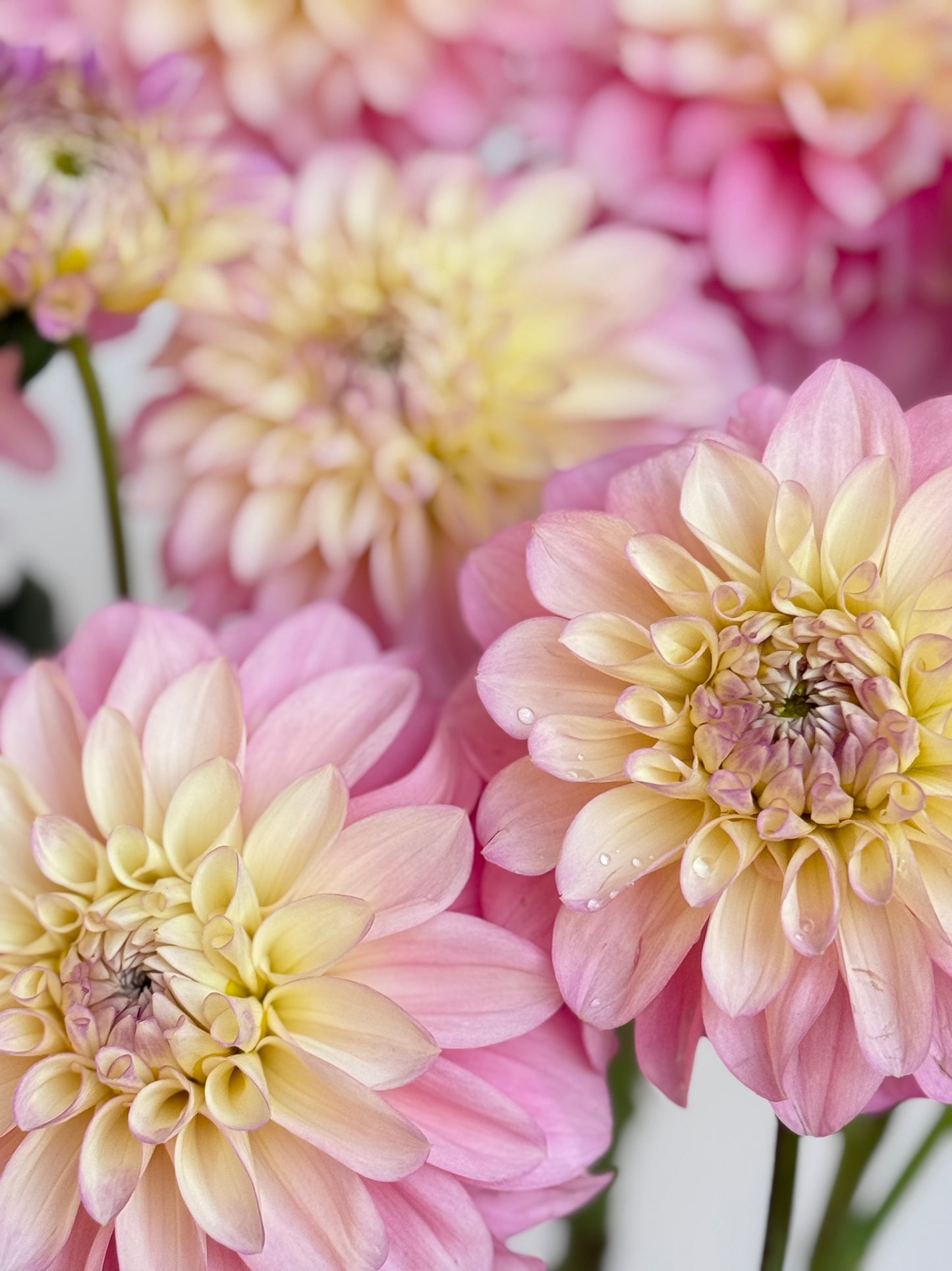 Florelie Pirouette