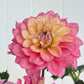 Collection - Romantic Pinks