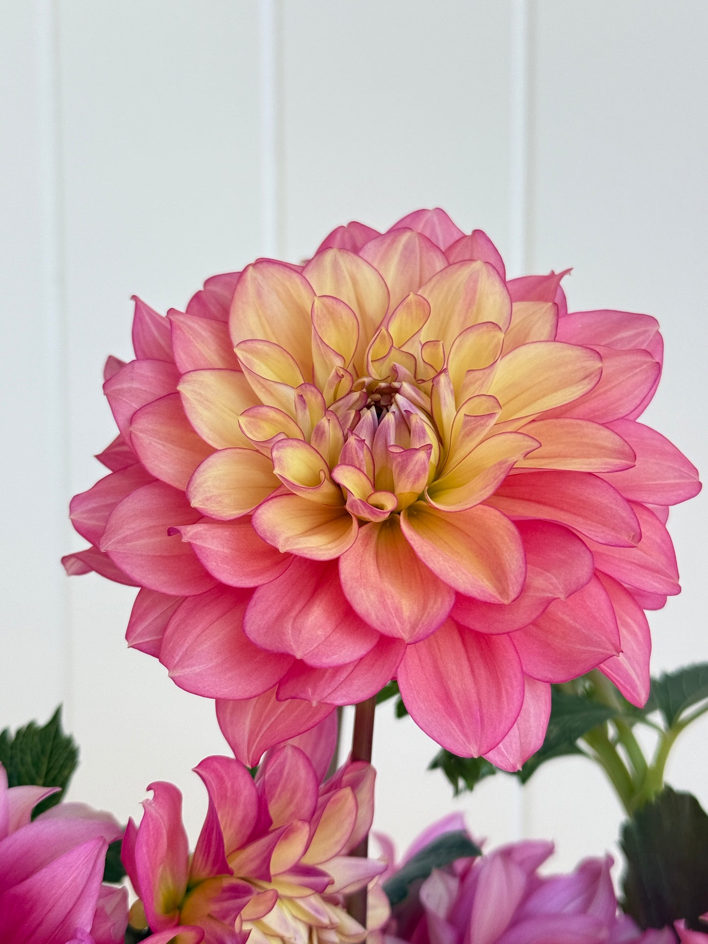 Collection - Romantic Pinks